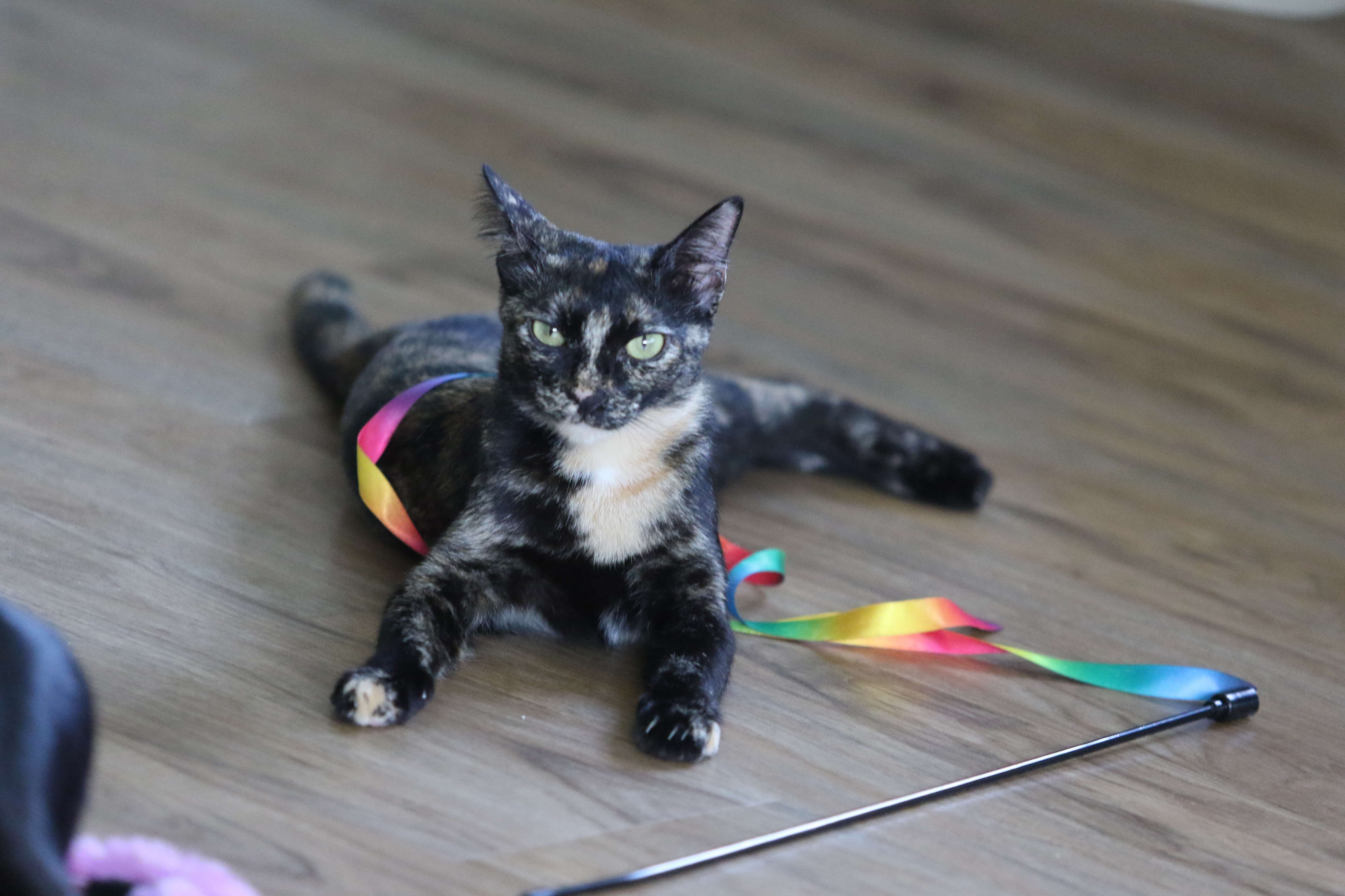 A photograph of a tortoiseshell cat with a colour ribbon toy wrapped loosely around its torso